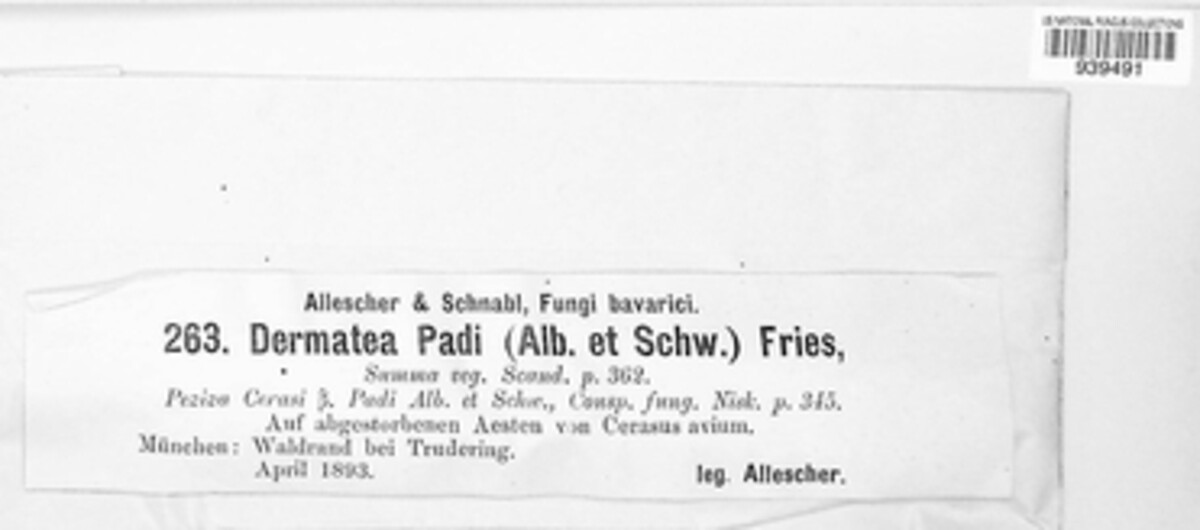 Dermatea padi image